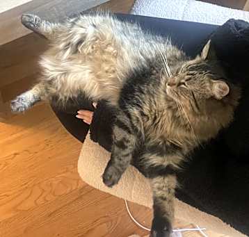 Photo of Bubs