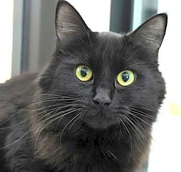 Photo of Sable