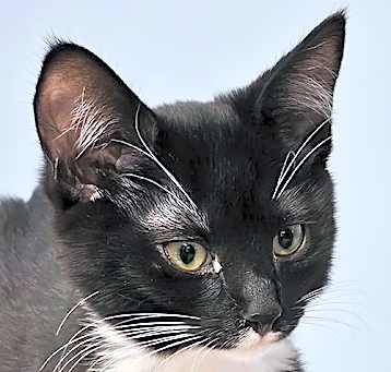 Photo of Frankie