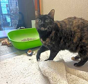 Photo of Bibbi