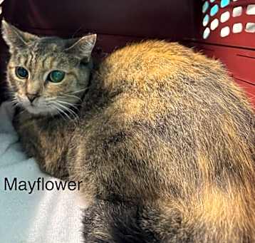 Photo of Mayflower