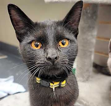 Photo of Cosmo