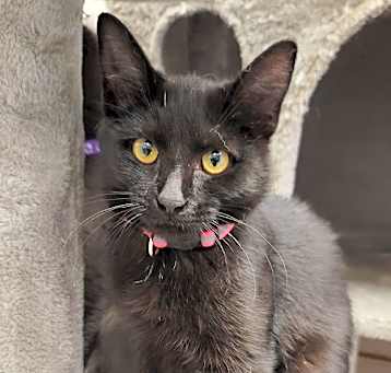 Photo of Mimosa