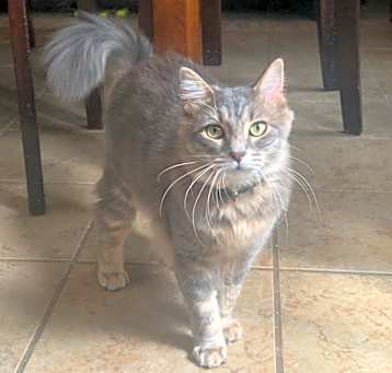 Photo of Tiara