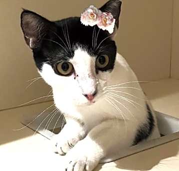 Photo of Bonnie