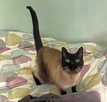 Photo of Olive