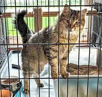 Photo of Bricia   (Spicy -Maine Coon)