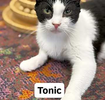 Photo of Tonic