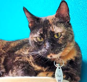 Photo of Shuri