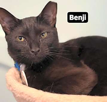 Photo of Benjamin (Benji)