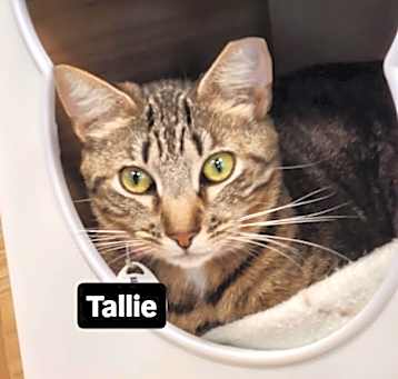 Photo of Tallulah (Tallie)