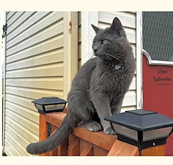 Photo of Found 80th St SE Rochester 2 cats