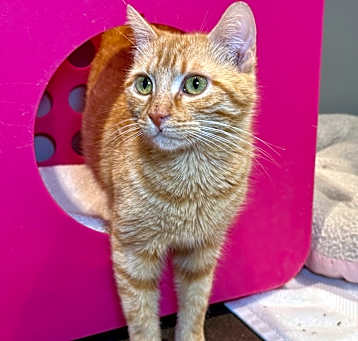 Photo of June Bug