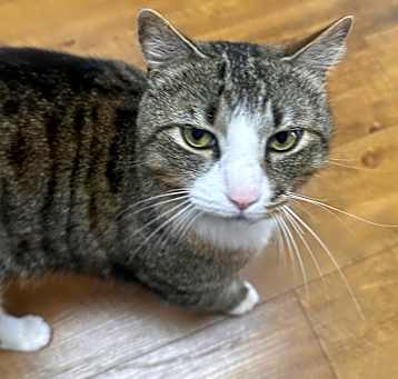 Photo of Mittens
