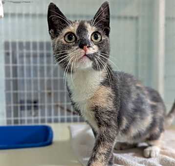 Photo of Calypso