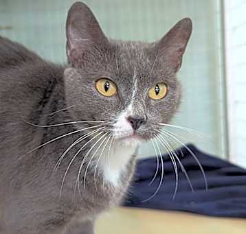 Photo of Muffin