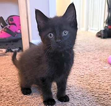 Photo of Kitten Chantilly