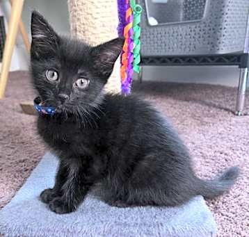 Photo of Kitten Crunchwrap