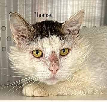 Photo of Thomas