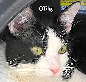 Photo of ORiley