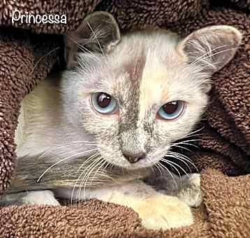 Photo of Princessa