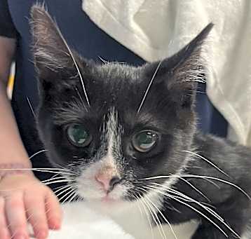 Photo of Tux