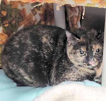 Photo of Cleo