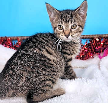 Photo of Catzilla