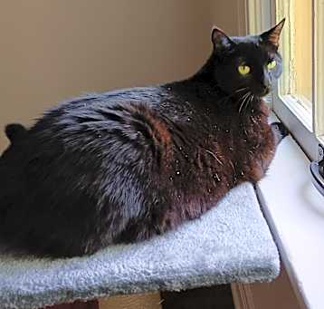 Photo of Midnight