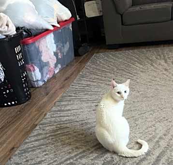 Photo of Bino