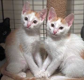 Photo of Marco and Polo (Twins)