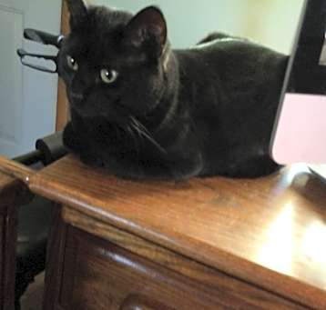 Photo of Precious, Dexter, Tiger Lily