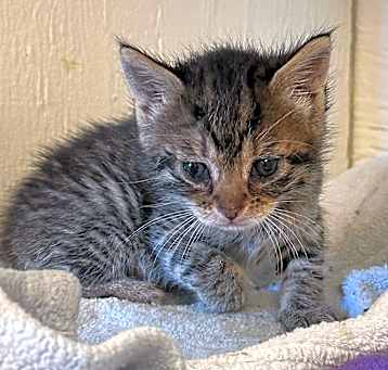 Photo of BABY MERMY