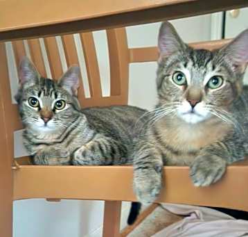 Photo of Koko and Max (bonded)
