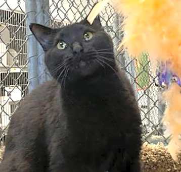 Photo of BLACKY