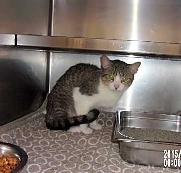 Photo of CATNISS