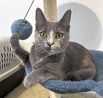 Photo of Bluebelle