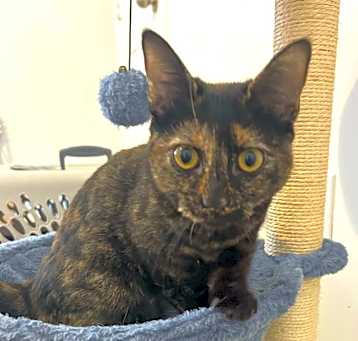 Photo of Raven