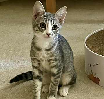 Photo of Sadie (maddux, roger)