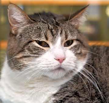 Photo of Kitkat
