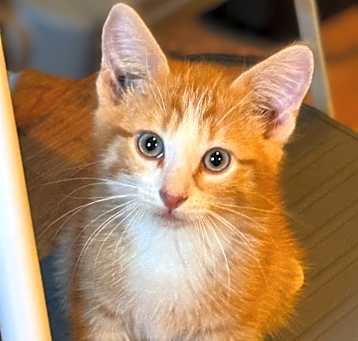 Photo of Thistle
