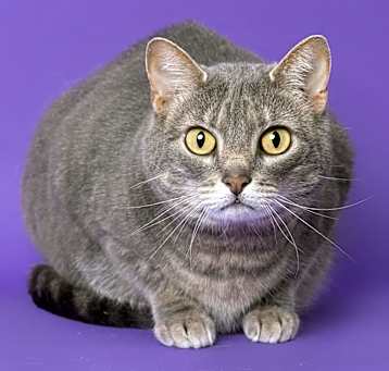 Photo of Marvin