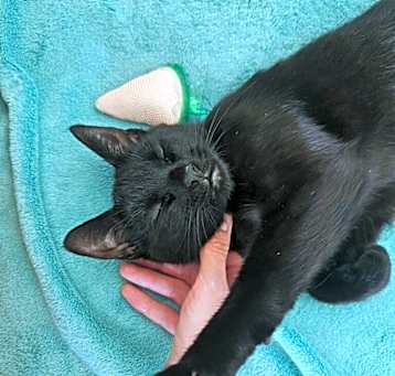 Photo of Slap Bracelet-I'm in a foster home-ask to visit me!
