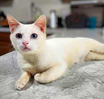 Photo of Azul