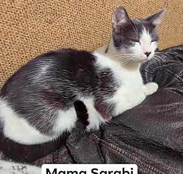 Photo of Sarabi