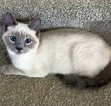 Photo of Luna