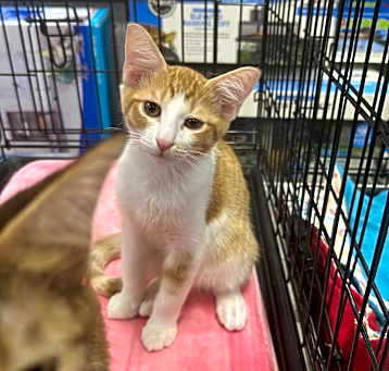 Photo of Fanta (son of Mavis)