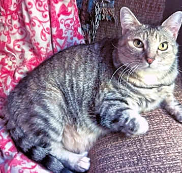 Photo of Gracie