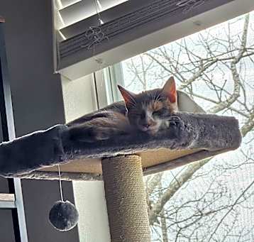Photo of Cranberry
