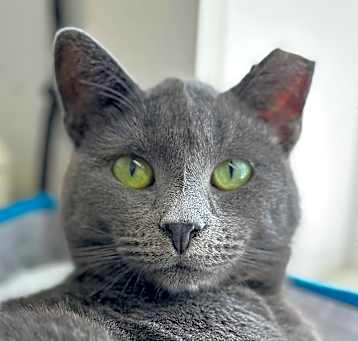 Photo of Rosie